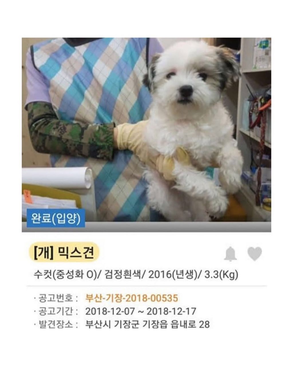 댕댕이 입양전후 | 인스티즈