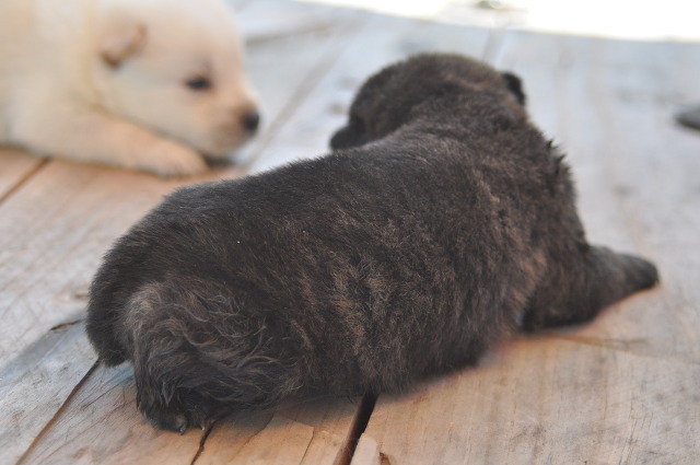 재수없게생겼다고 일본이 대량 학살한 우리나라 토종개 동경이(댕견) | 인스티즈