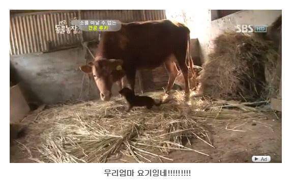 서럽게 우는 강아지 ㅠㅠ | 인스티즈