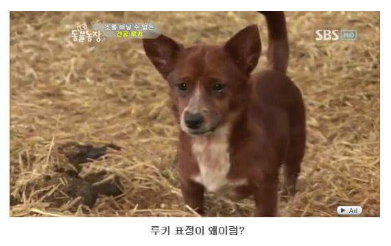 서럽게 우는 강아지 ㅠㅠ | 인스티즈