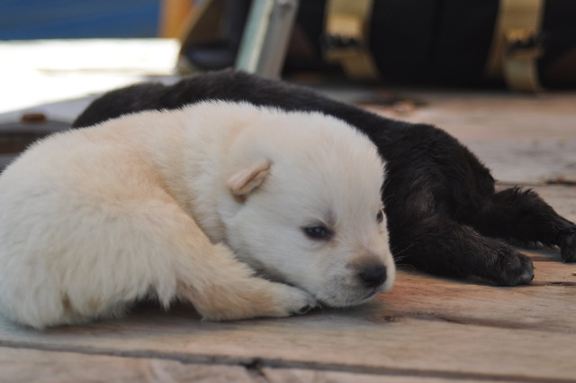 재수없게생겼다고 일본이 대량 학살한 우리나라 토종개 동경이(댕견) | 인스티즈