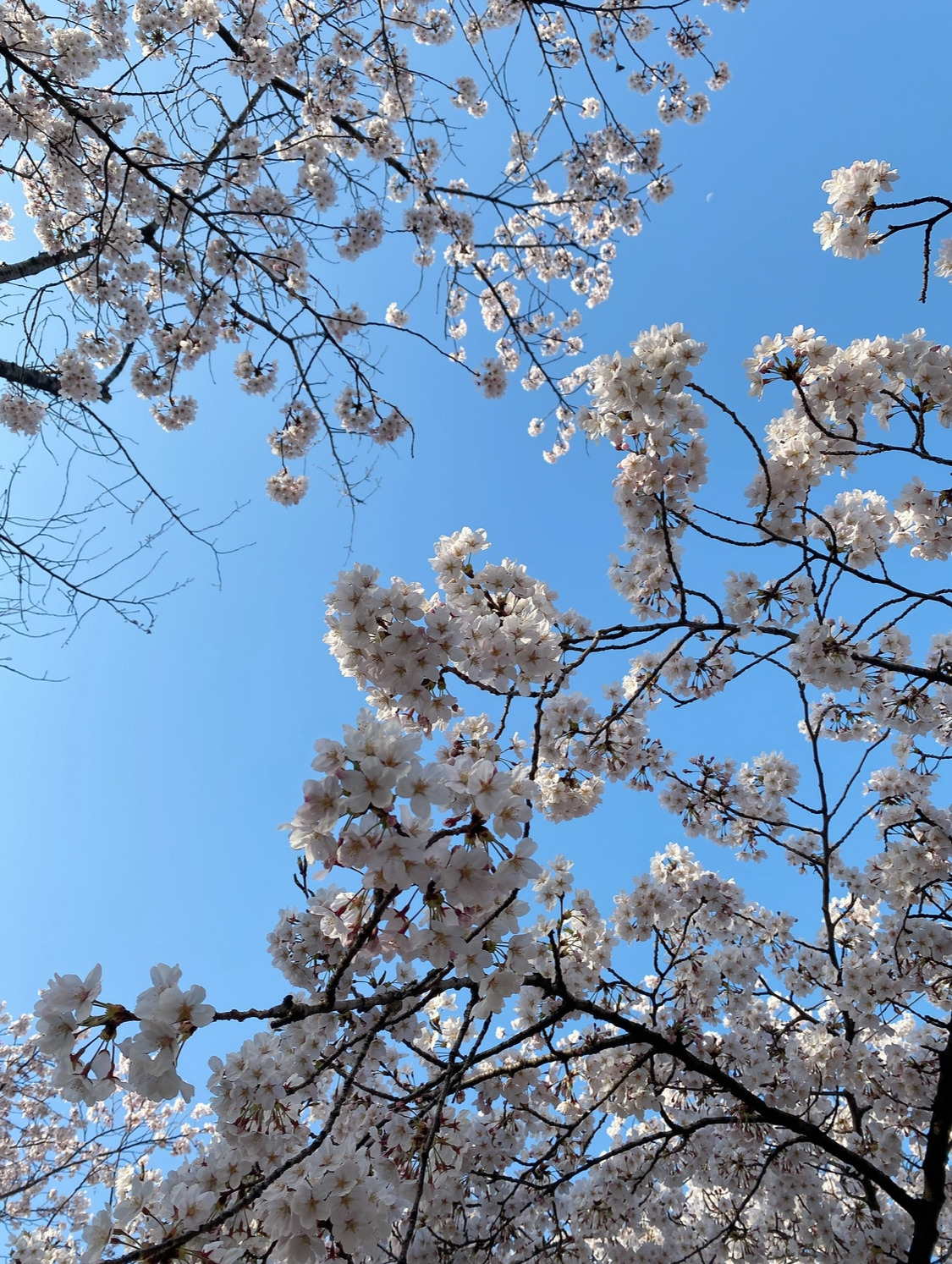 바닥에 떨어진 벚꽃의 비밀 알려줄까? | 인스티즈