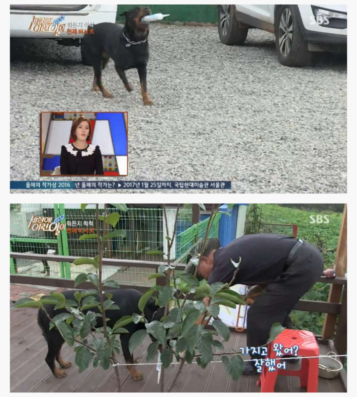 신기한 강아지 | 인스티즈