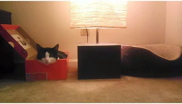 선물에 대해 고마워하는 고양이 | 인스티즈