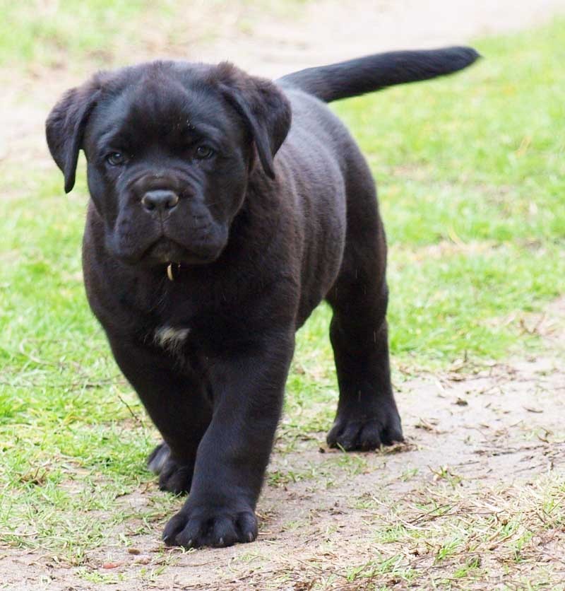 영화 베테랑에서 유아인이 키운 견종 - 카네 코르소 (케인코르소 Cane Corso) | 인스티즈