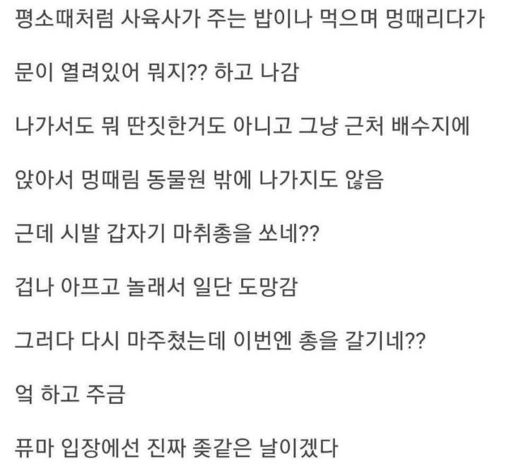 대전동물원의 퓨마 호롱이가 느꼈을 마지막 날 | 인스티즈
