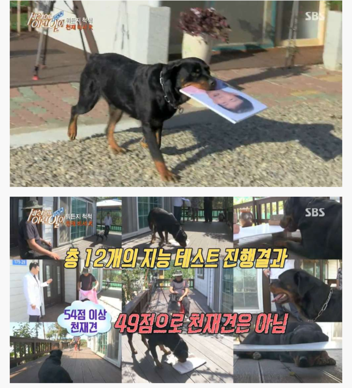 신기한 강아지 | 인스티즈