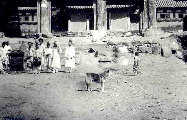 재수없게생겼다고 일본이 대량 학살한 우리나라 토종개 동경이(댕견) | 인스티즈