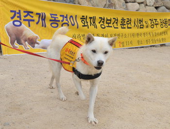 재수없게생겼다고 일본이 대량 학살한 우리나라 토종개 동경이(댕견) | 인스티즈