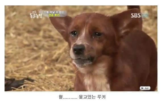 서럽게 우는 강아지 ㅠㅠ | 인스티즈
