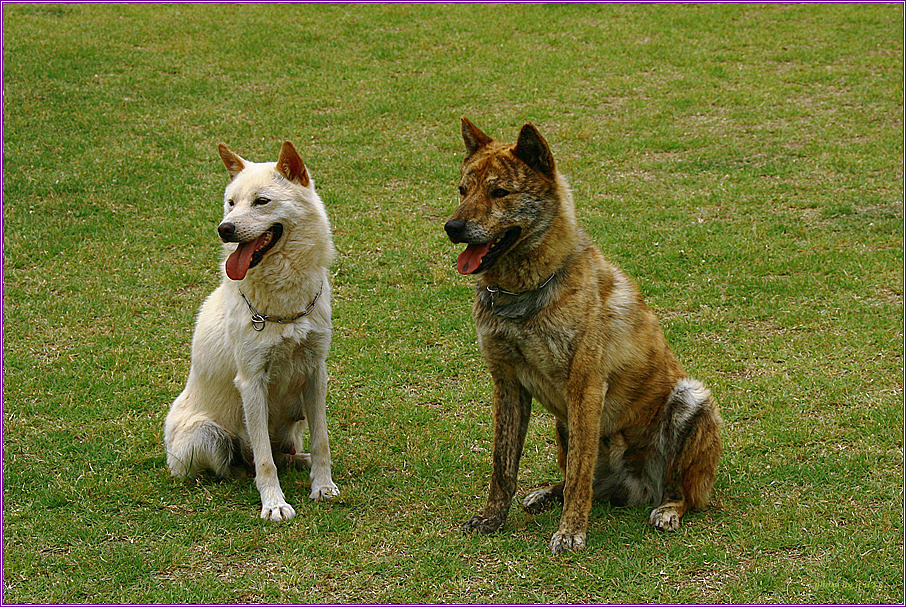재수없게생겼다고 일본이 대량 학살한 우리나라 토종개 동경이(댕견) | 인스티즈