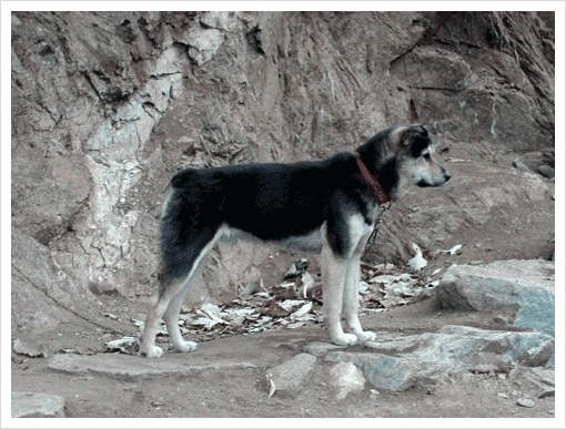 재수없게생겼다고 일본이 대량 학살한 우리나라 토종개 동경이(댕견) | 인스티즈