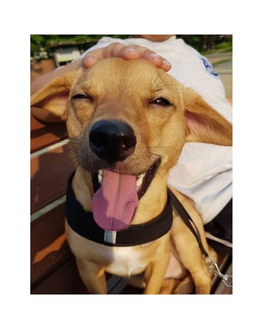 댕댕이 입양전후 | 인스티즈