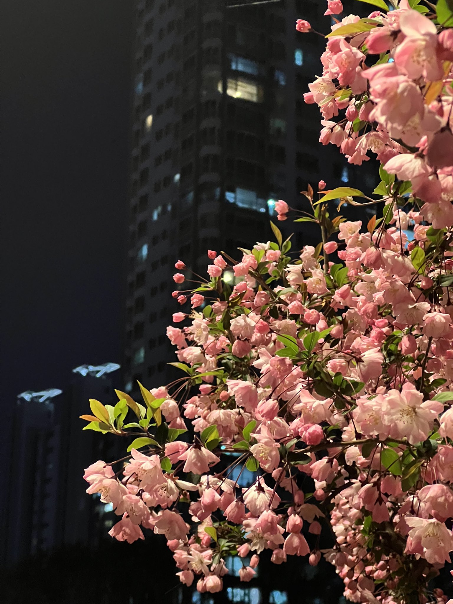 봄이니까☺️ 올려보는 X(트위터) 모음🌸 | 인스티즈