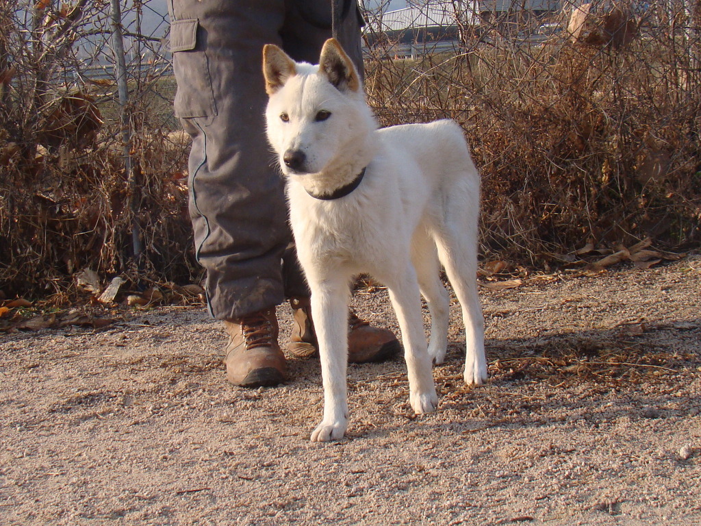 재수없게생겼다고 일본이 대량 학살한 우리나라 토종개 동경이(댕견) | 인스티즈