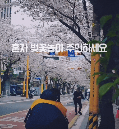 혼자 벚꽃놀이 주의하세요 | 인스티즈