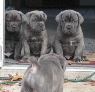 영화 베테랑에서 유아인이 키운 견종 - 카네 코르소 (케인코르소 Cane Corso) | 인스티즈