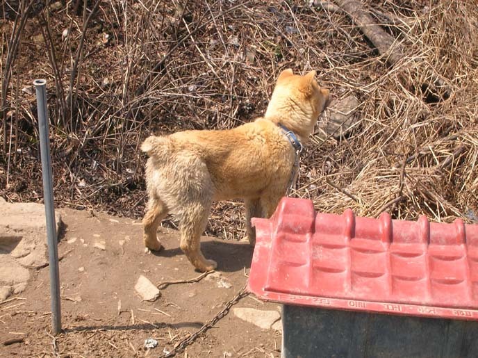 재수없게생겼다고 일본이 대량 학살한 우리나라 토종개 동경이(댕견) | 인스티즈