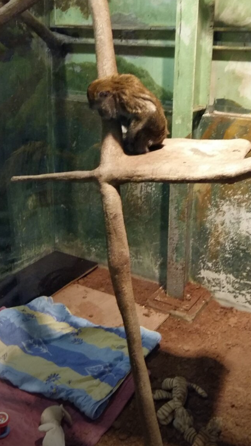 동물농장 삼순이 보고오신분이 제보하신 오늘자 사진.... | 인스티즈