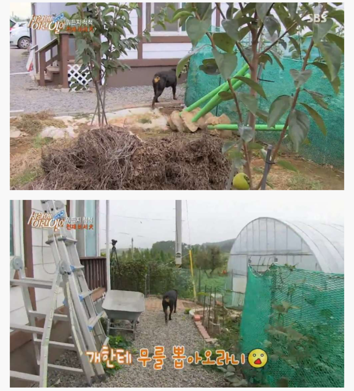 신기한 강아지 | 인스티즈