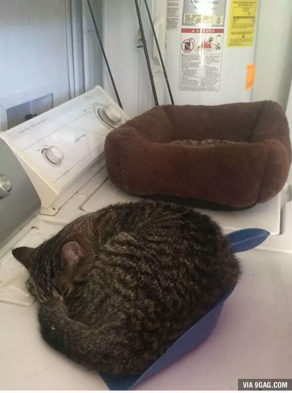 선물에 대해 고마워하는 고양이 | 인스티즈