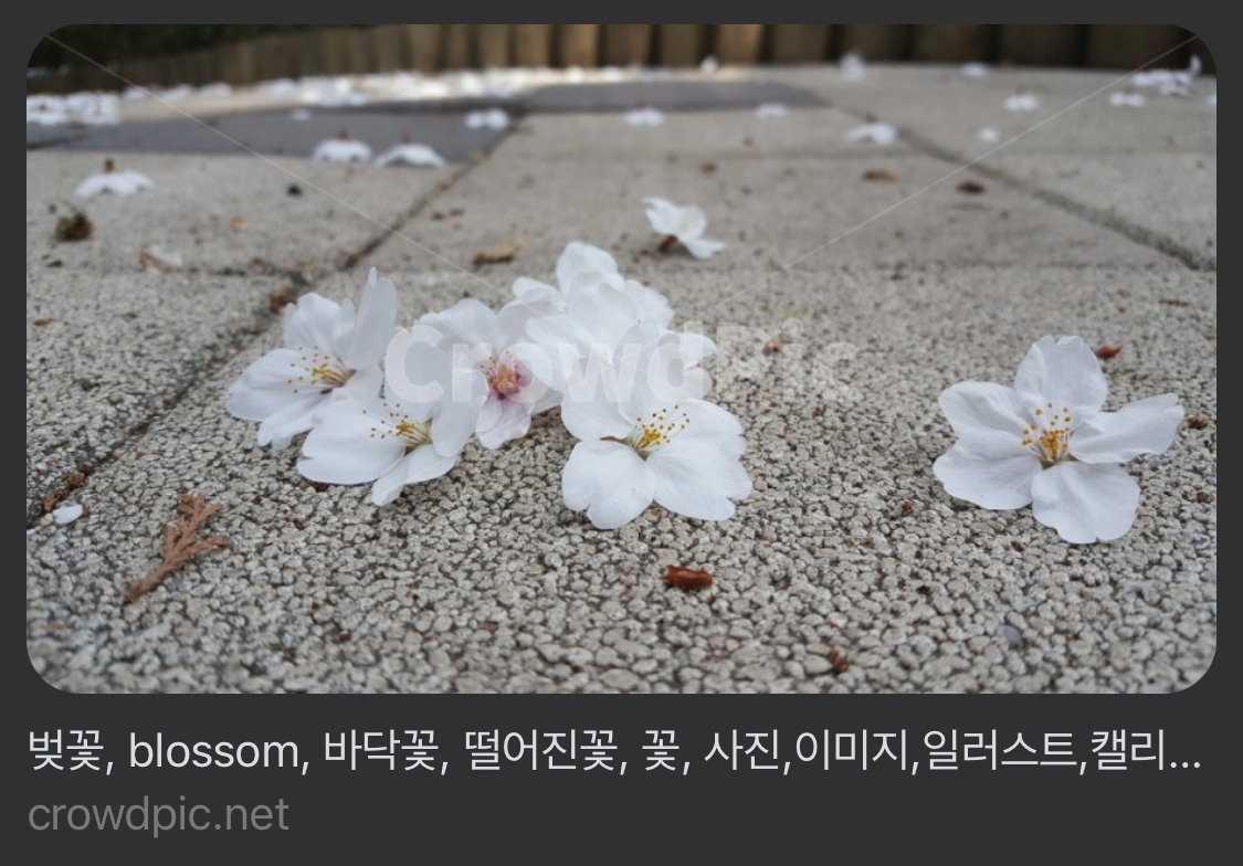 바닥에 떨어진 벚꽃의 비밀 알려줄까? | 인스티즈