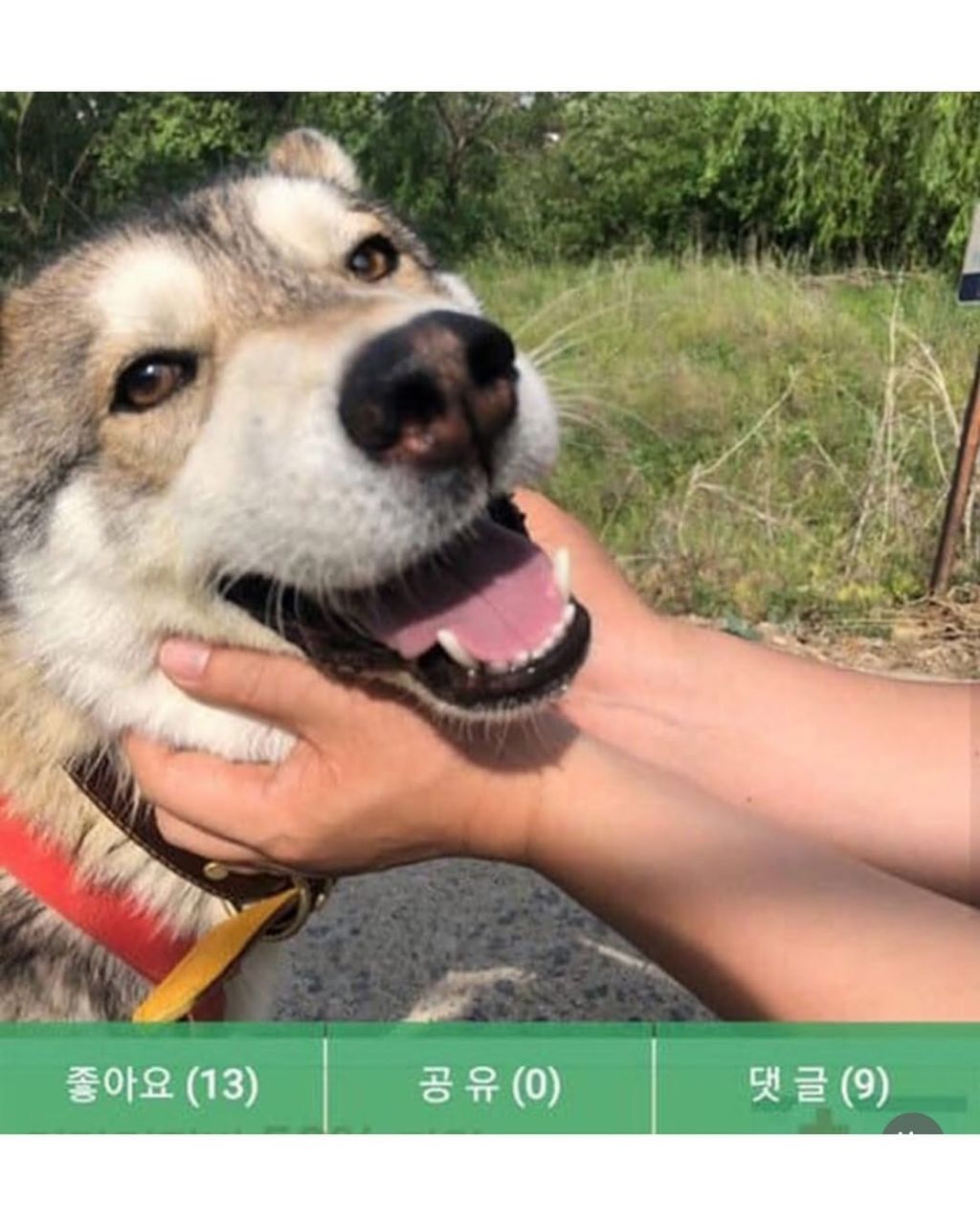 댕댕이 입양전후 | 인스티즈