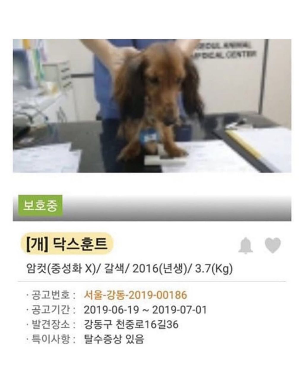 댕댕이 입양전후 | 인스티즈