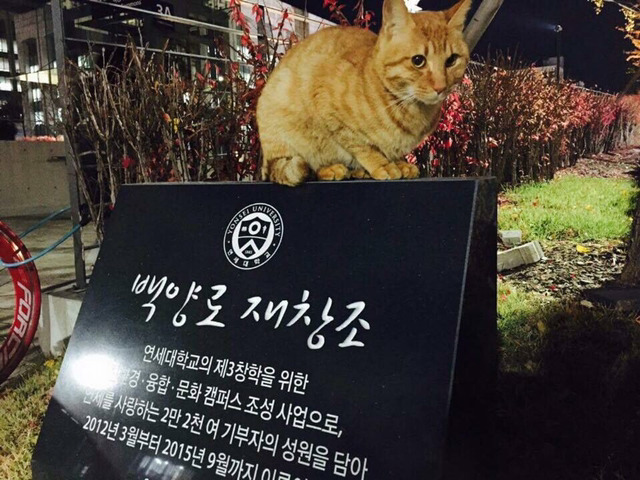 연세대학교의 고양이들 | 인스티즈
