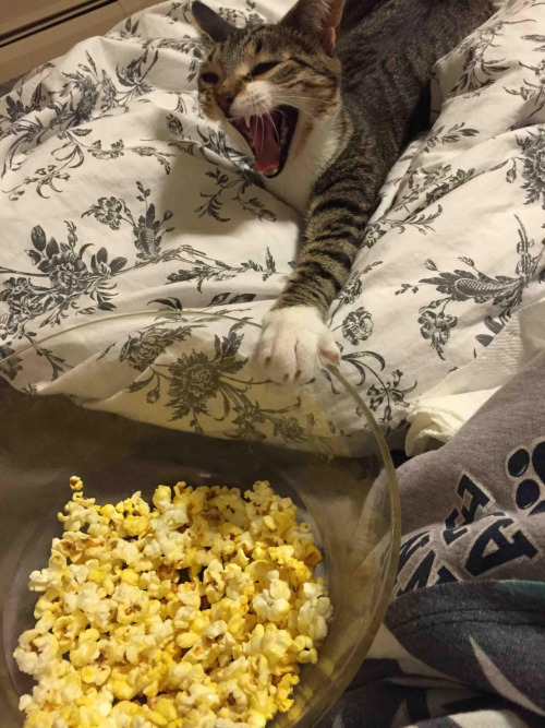 맛있는건 나눠먹는거라고 했다냥 | 인스티즈