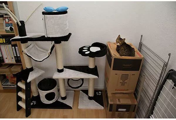 선물에 대해 고마워하는 고양이 | 인스티즈