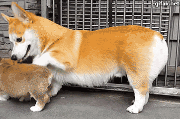 온라인에서 다들 키우고싶어하는 인기많은 견종.jpg | 인스티즈