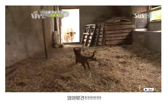 서럽게 우는 강아지 ㅠㅠ | 인스티즈