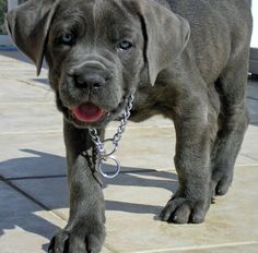 영화 베테랑에서 유아인이 키운 견종 - 카네 코르소 (케인코르소 Cane Corso) | 인스티즈