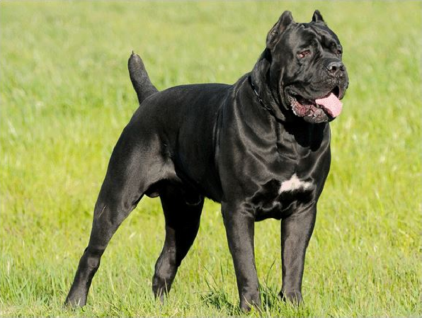 영화 베테랑에서 유아인이 키운 견종 - 카네 코르소 (케인코르소 Cane Corso) | 인스티즈