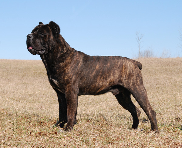 영화 베테랑에서 유아인이 키운 견종 - 카네 코르소 (케인코르소 Cane Corso) | 인스티즈