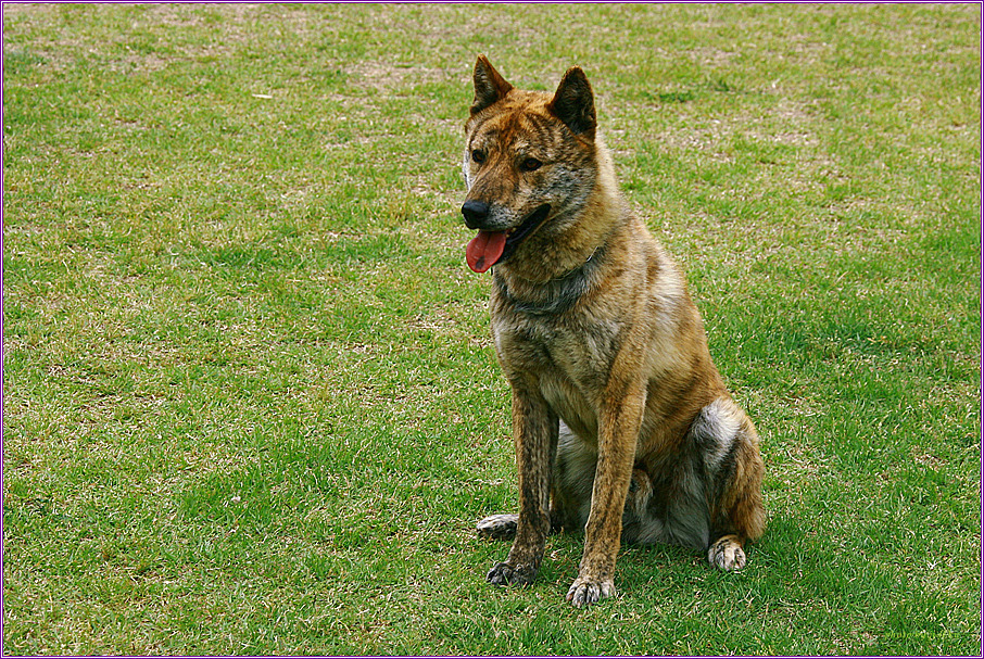 재수없게생겼다고 일본이 대량 학살한 우리나라 토종개 동경이(댕견) | 인스티즈