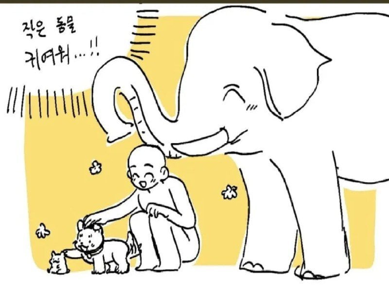 코끼리가 인간을 좋아하는 이유 | 인스티즈