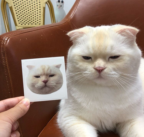 고양이 가자미눈 | 인스티즈
