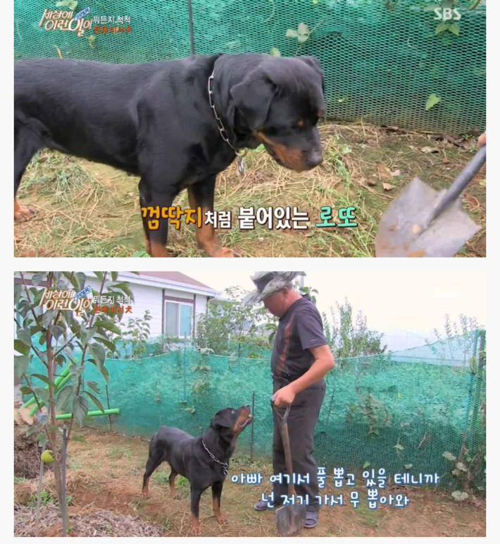 신기한 강아지 | 인스티즈