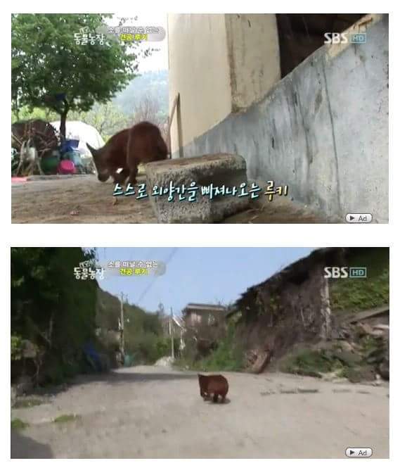 서럽게 우는 강아지 ㅠㅠ | 인스티즈