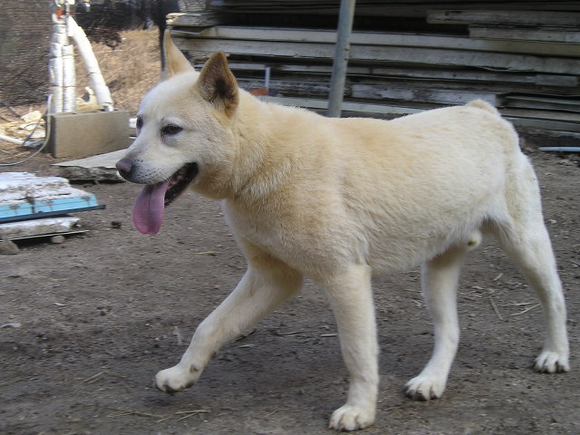 재수없게생겼다고 일본이 대량 학살한 우리나라 토종개 동경이(댕견) | 인스티즈