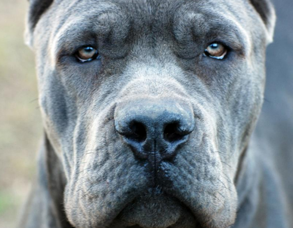 영화 베테랑에서 유아인이 키운 견종 - 카네 코르소 (케인코르소 Cane Corso) | 인스티즈