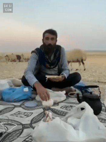 음식 강탈하려는 양 | 인스티즈