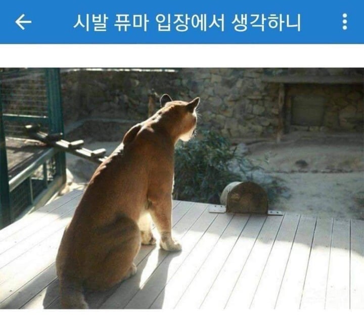 대전동물원의 퓨마 호롱이가 느꼈을 마지막 날 | 인스티즈