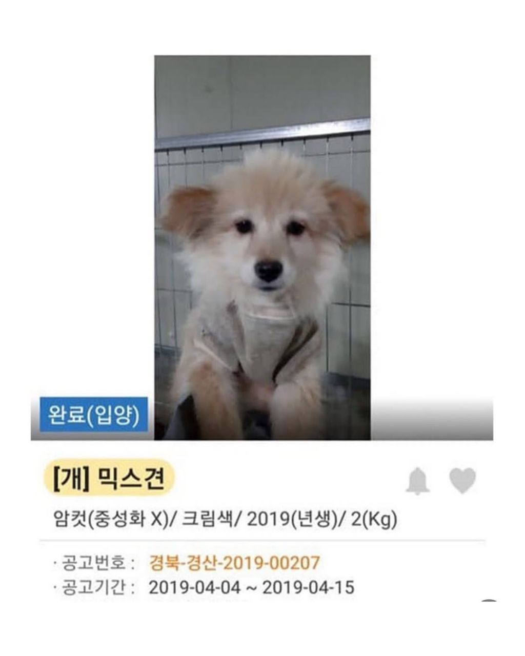 댕댕이 입양전후 | 인스티즈