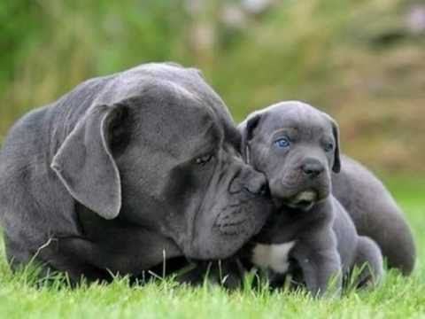 영화 베테랑에서 유아인이 키운 견종 - 카네 코르소 (케인코르소 Cane Corso) | 인스티즈