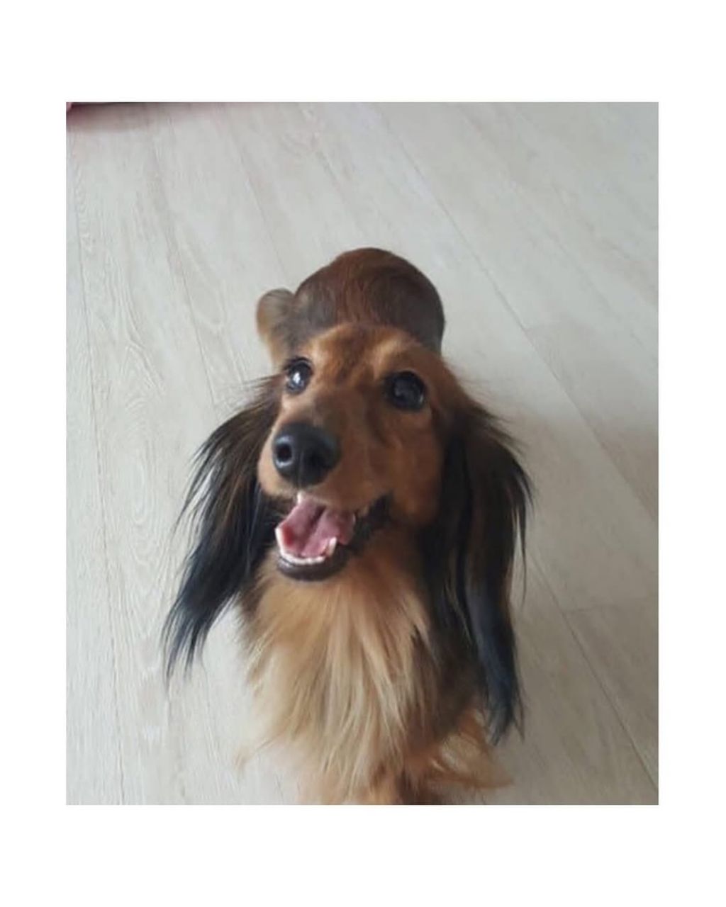 댕댕이 입양전후 | 인스티즈