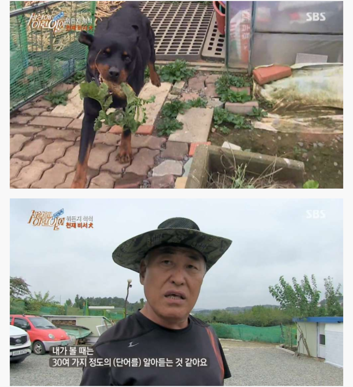 신기한 강아지 | 인스티즈