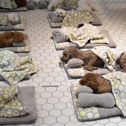 강아지 유치원 낮잠시간 | 인스티즈